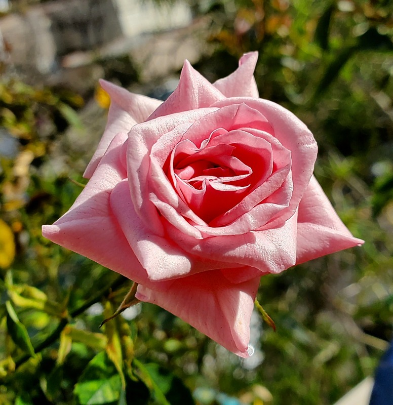 'Ultimate Pleasure' rose photo