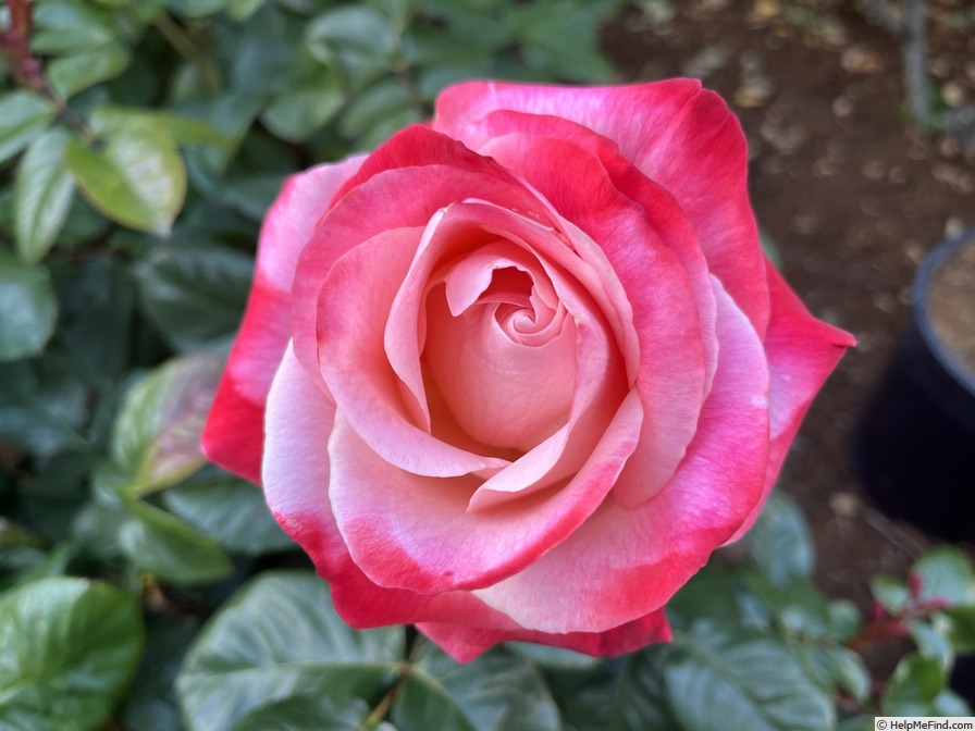 'Sheer Magic ™' rose photo