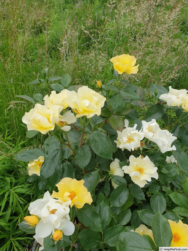 'Butter & Eggs ®' rose photo