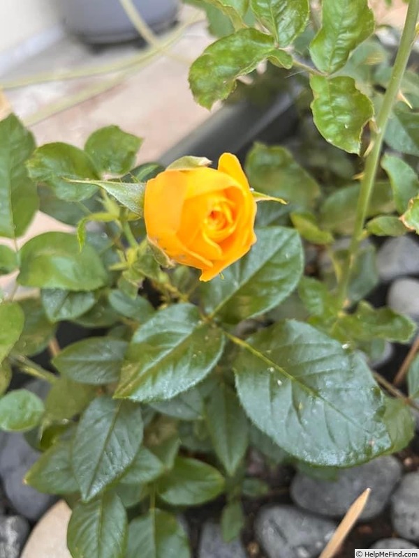 'MEIgold' rose photo