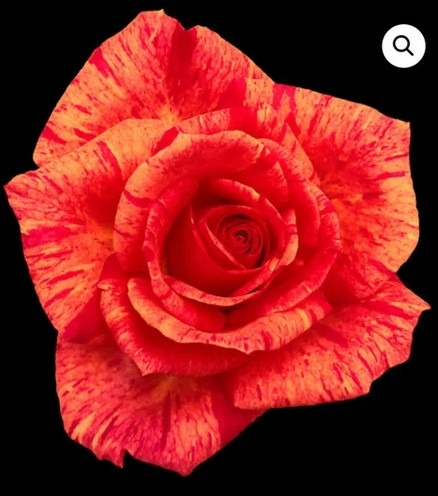'By Design ™ (miniature, Hefner 2017)' rose photo