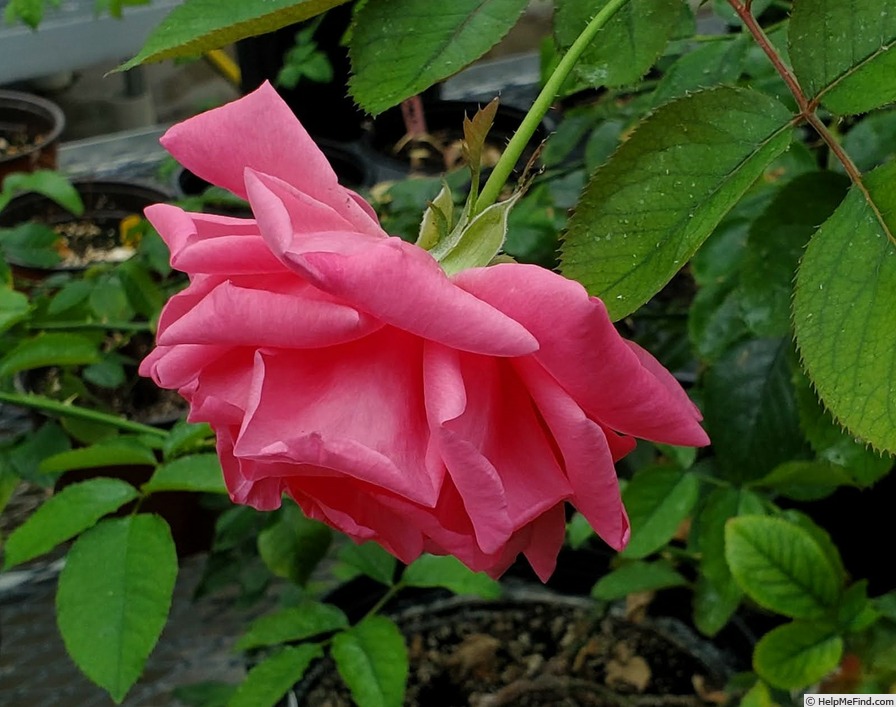 'Prairie Breeze' rose photo
