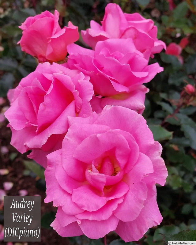 'Audrey Varley' rose photo