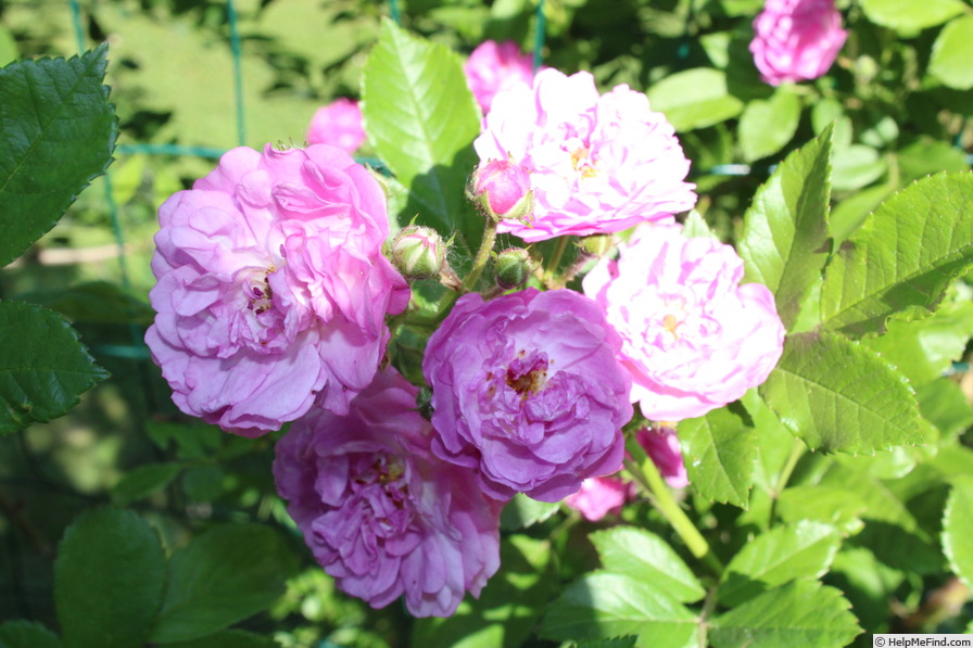 '35-17-10' rose photo