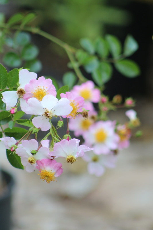 'Amaila Falls' rose photo