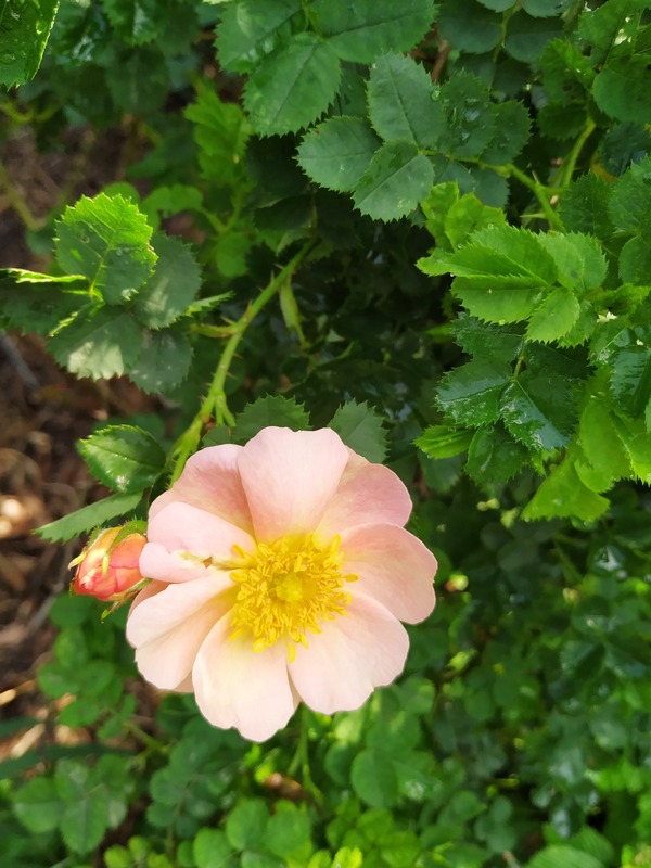 'Canary Bird (hybrid rubiginosa, Paul, ca. 1911)' rose photo