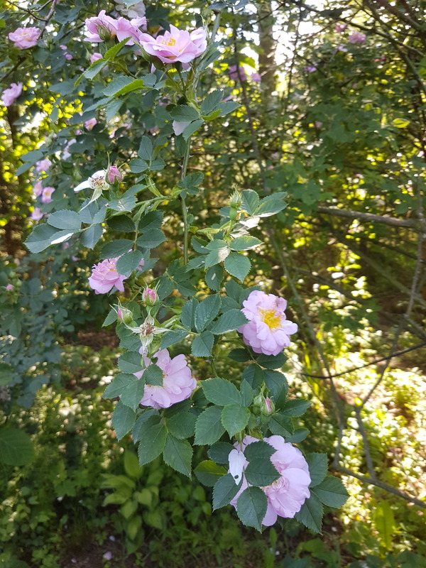 'Abbotswood' rose photo