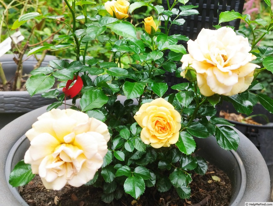 'Elida ® (mini-flora, cl., Evers/Tantau, 2012/17)' rose photo
