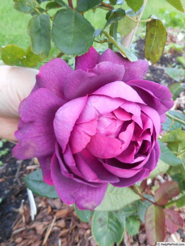 'Gloire de Ducher' rose photo