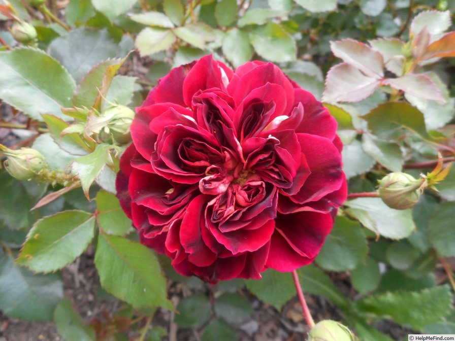 'Louis Francia ®' rose photo