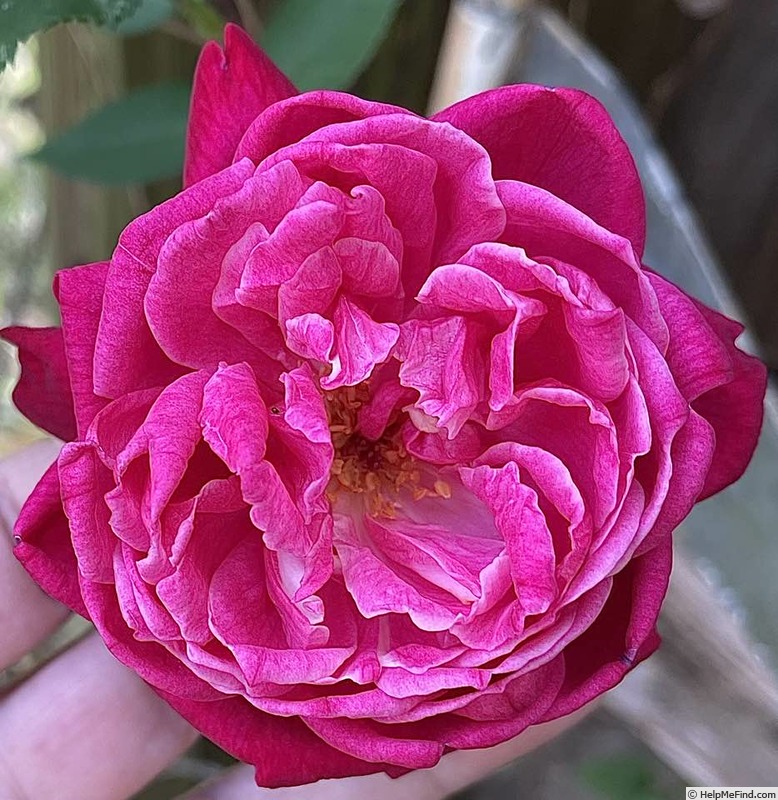 'Florida Rose' rose photo