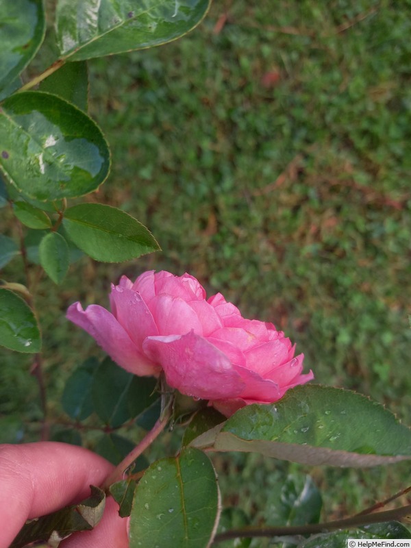 'Little Hailey' rose photo