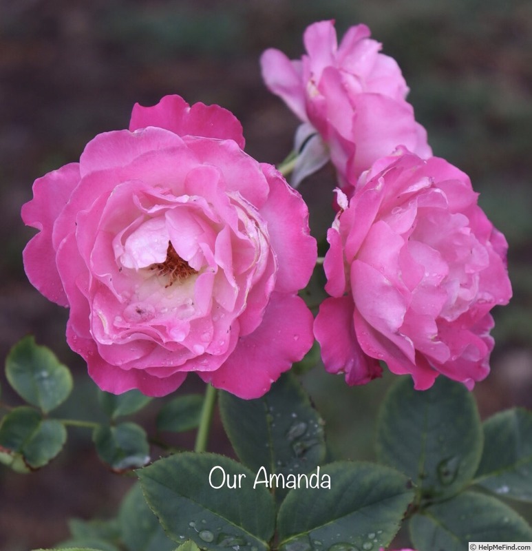 'Our Amanda' rose photo
