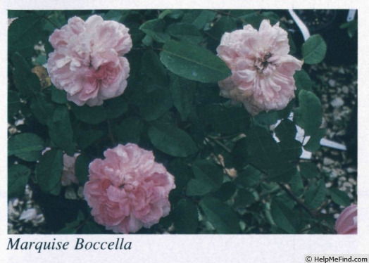 'Marquise Boccella' rose photo