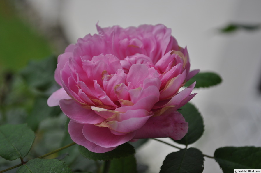 'Jacques Cartier' rose photo