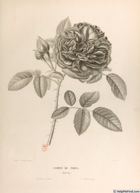 'Comte de Paris (Hybrid Perpetual, Laffay, 1839)' rose photo