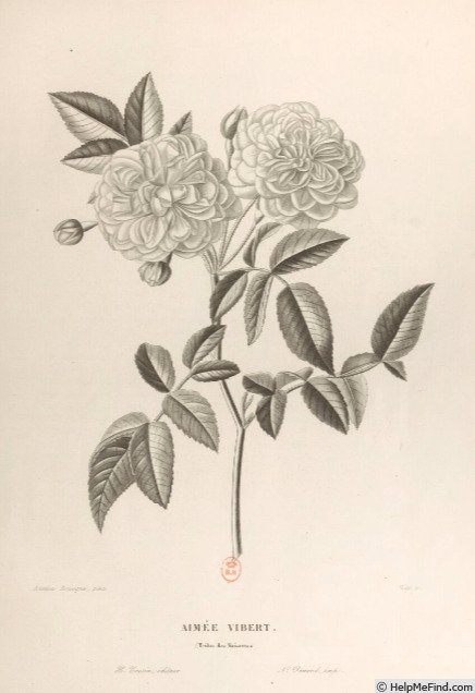 'Aimée Vibert (Noisette, Vibert 1824)' rose photo