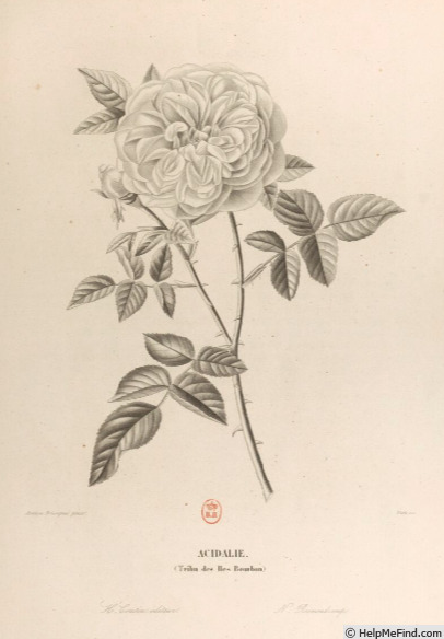 'Acidalie (bourbon, Rousseau, 1837)' rose photo