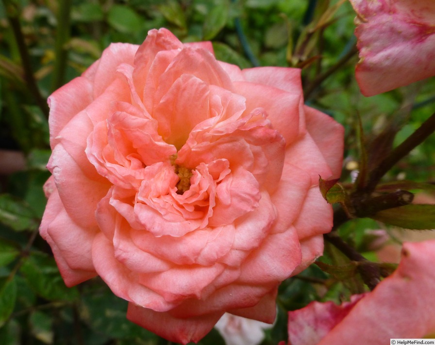 'Cinderella Kordana®' rose photo