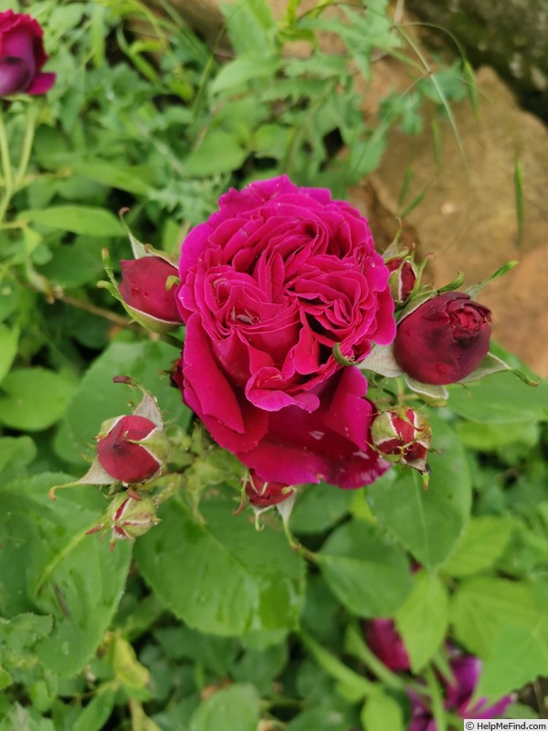 'Etienne Dubois' rose photo