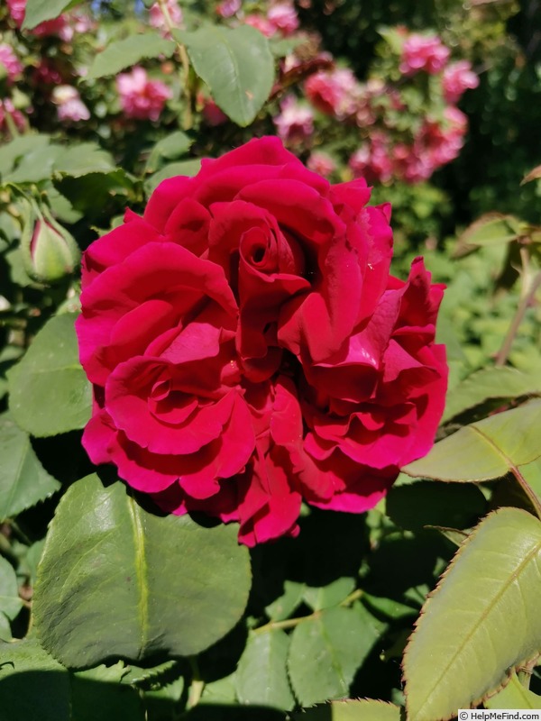 'Eugène Fürst' rose photo