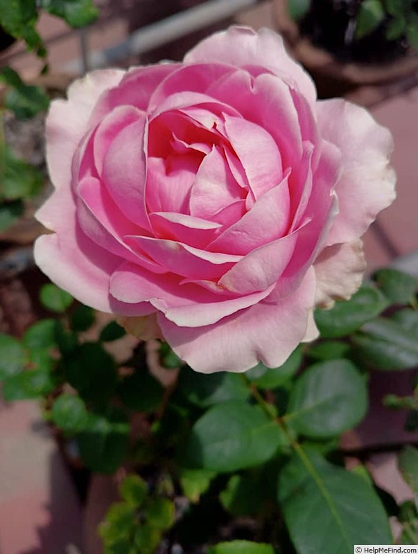 'Wham ®' rose photo