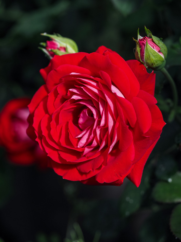 'MEIbelitz' rose photo