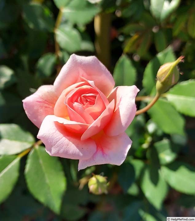 'Baby Cécile Brunner' rose photo