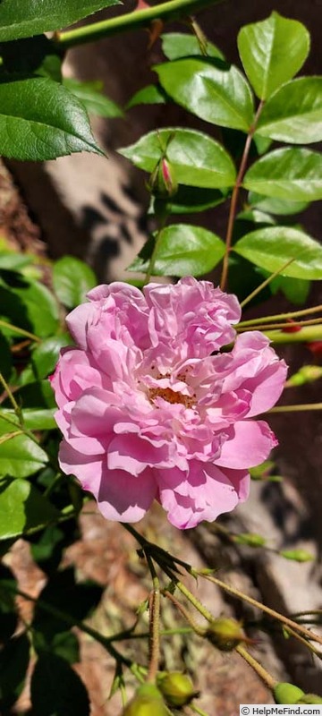 'Old Lady Gates' rose photo