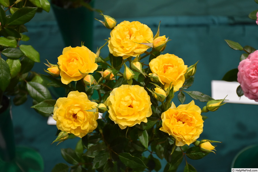 'Golden Gardens' rose photo