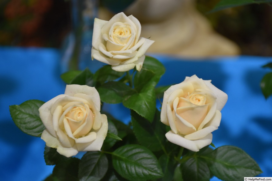 'Bride's Bouquet' rose photo