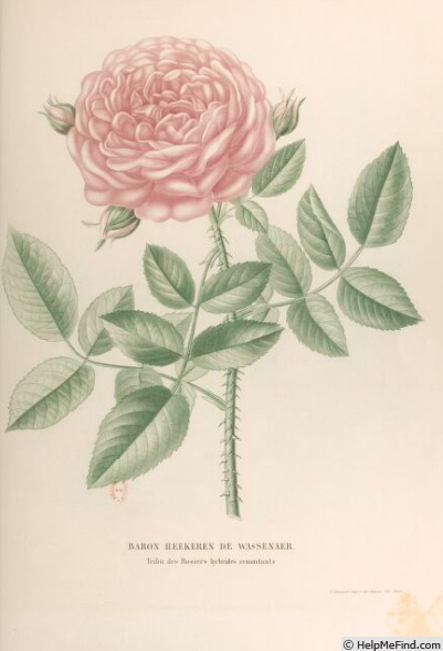 'Baron Heckeren de Wassenaer' rose photo