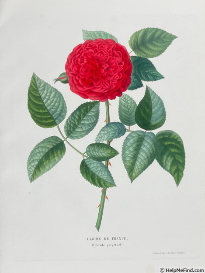 'Gloire de France (hybrid perpetual, Margottin, 1852)' rose photo