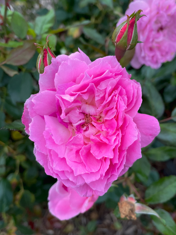 'RADprov' rose photo
