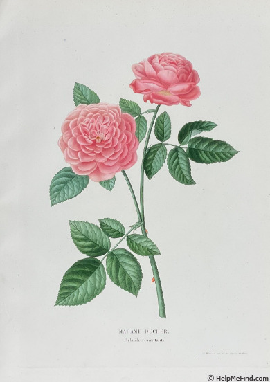 'Madame Ducher (hybrid perpetual, Cordier/Ducher, 1851)' rose photo