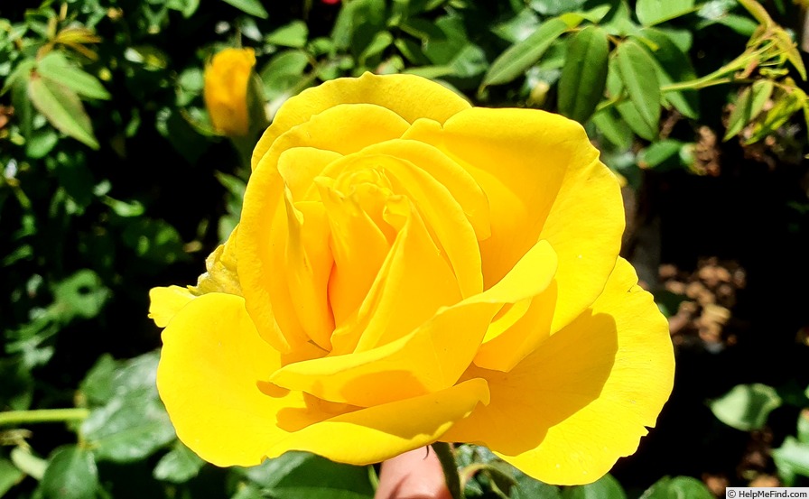 'The Yellow' rose photo