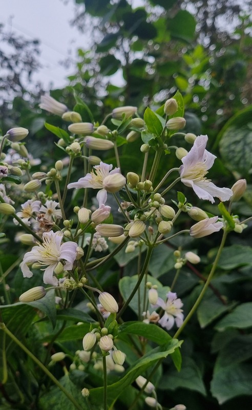 'Mrs. Robert Brydon' clematis photo