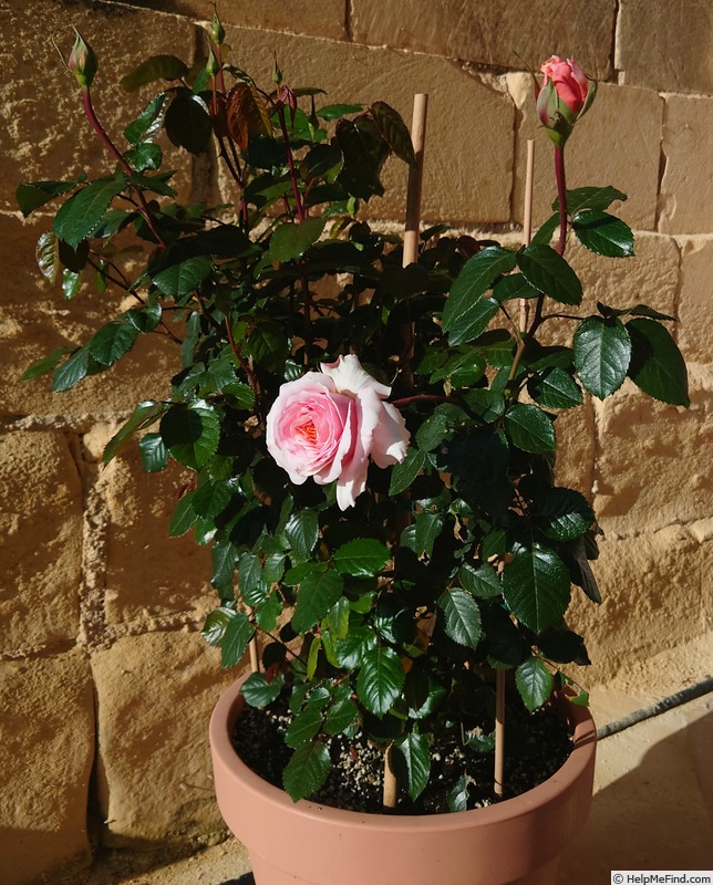 'Sweet Revelation' rose photo