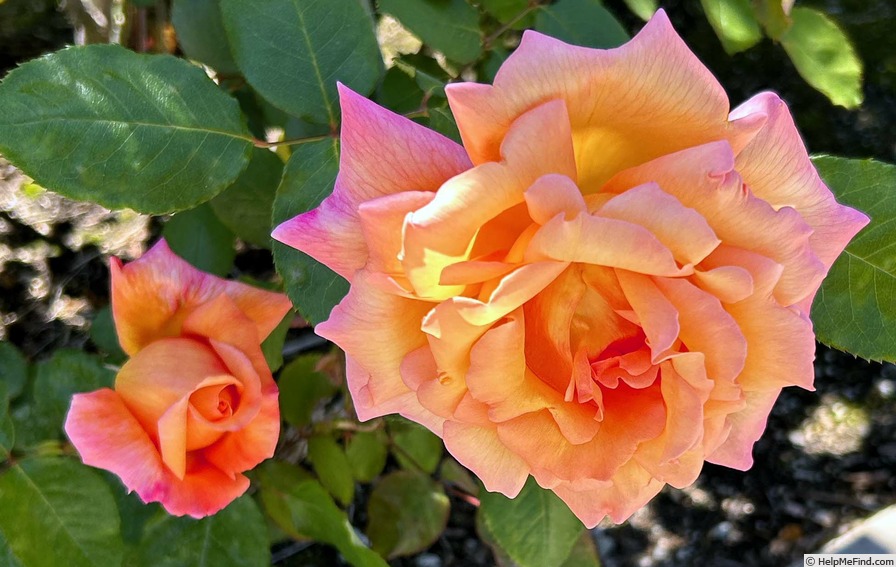 'SA Garden/Tuin' rose photo