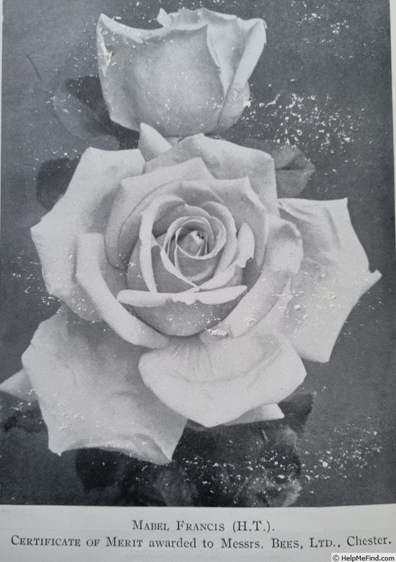 'Mabel Francis' rose photo