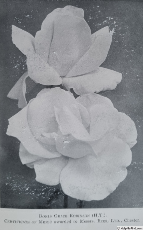 'Doris Grace Robinson' rose photo