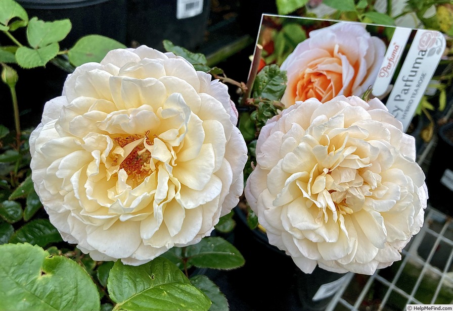 'Spicy Parfuma ®' rose photo