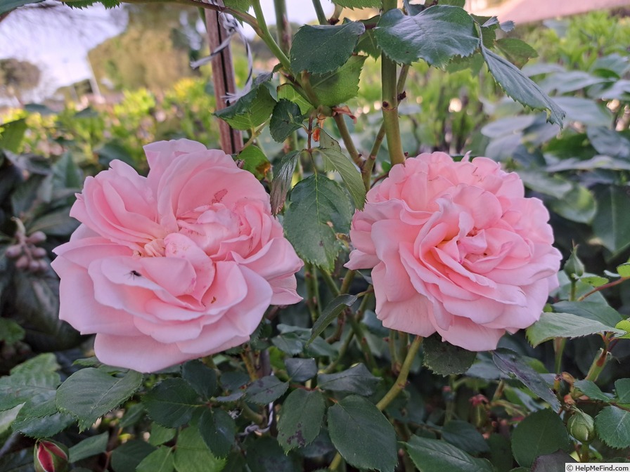 'Clair Renaissance ™' rose, click to enlarge 'Clair Renaissance ™' rose photo