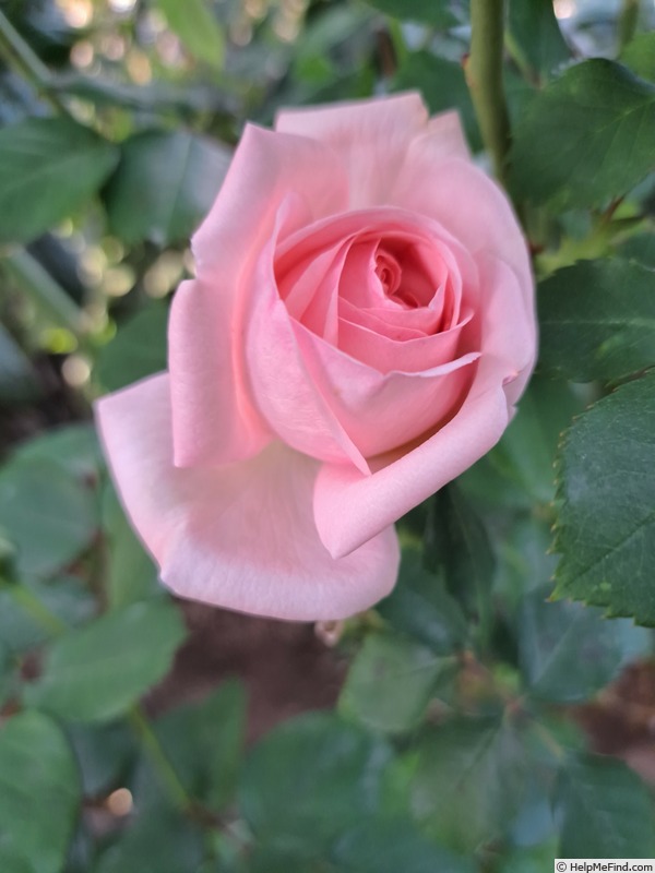 'Clair Renaissance ™' rose, click to enlarge 'Clair Renaissance ™' rose photo