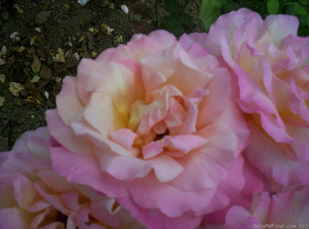 'Chicago Peace' rose photo