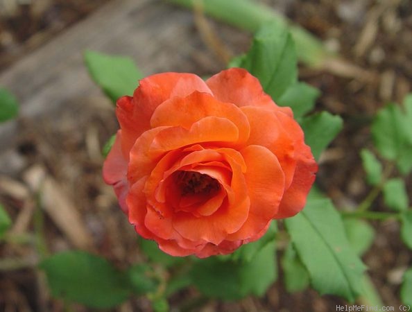 'Zorina' rose photo