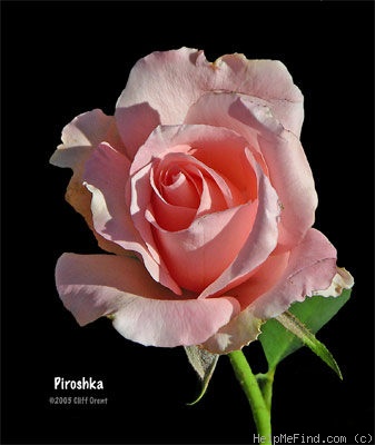'Piroschka ®' rose photo