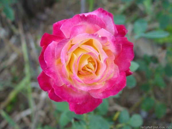 'Classic Beauty ™' rose photo