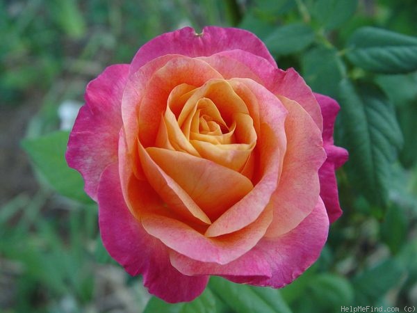 'Heart O'Gold ™ (grandiflora, Dykstra, 1997)' rose photo