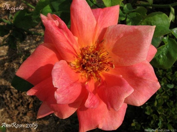 'Mojave' rose photo